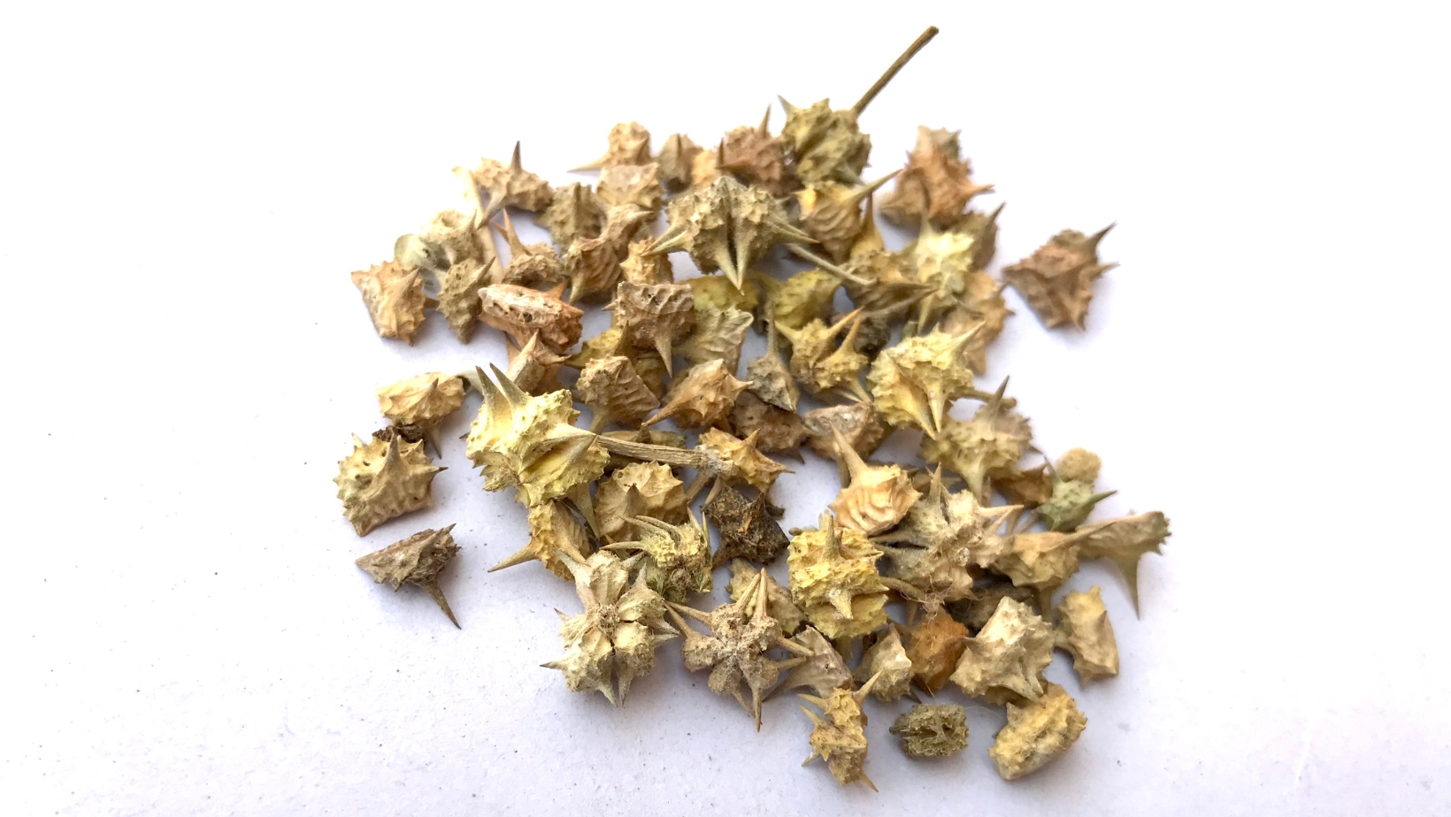 Tribulus Terrestris Para que serve? Blog Medicinalna