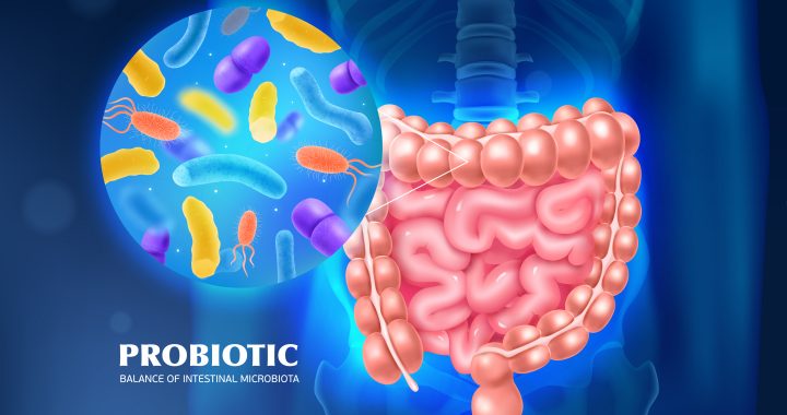 Probióticos: os lactobacillus mais eficientes para o intestino